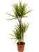 Showy Dragon Tree Dracaena marginata 'Sunray' Tall Indoor House Plants Trees