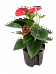 Elegant Flamingo Flower Anthurium andraeanum 'Sierra' Indoor House Plants