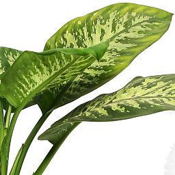 Lush Leopard Lily Dieffenbachia seguine 'Reeva' Indoor House Plants