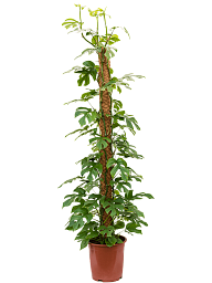 Shade-loving Swiss Cheese Plant Monstera minima' Indoor House Plants