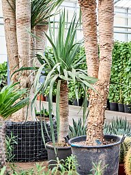 Easy-Care Dragon Tree Dracaena draco 'Compact' Tall Indoor House Plants Trees