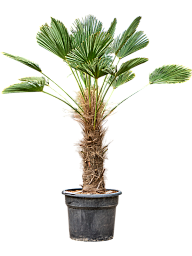 Windmill Palm Tree Trachycarpus wagnerianus