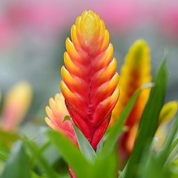 Blooming Bromeliads in LECHUZA DELTA Self-watering Planter, Total Height 50 cm