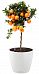 Tangerine Tree in LECHUZA CLASSICO Color Self-watering Planter, Total Height 85 cm