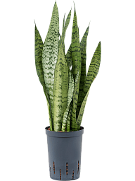 Elegant Snake Plant Sansevieria zeylanica Indoor House Plants