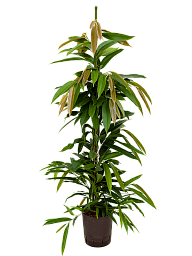 Lush Narrow-leaf Fig Ficus binnendijkii 'Amstel King' Tall Indoor House Plants Trees