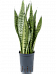 Elegant Snake Plant Sansevieria zeylanica Indoor House Plants