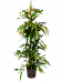 Lush Narrow-leaf Fig Ficus binnendijkii 'Amstel King' Tall Indoor House Plants Trees
