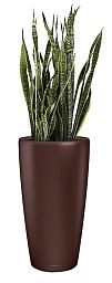 Sansevieria Zeylanica in LECHUZA RONDO Self-watering Planter, Total Height 120 cm