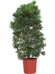 Lush Kusamaki Podocarpus macrophyllus Indoor House Plants