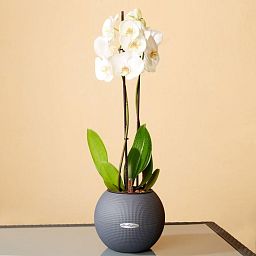 Blooming Phalaenopsis Orchid in LECHUZA-PURO Self-watering Planter, Total Height 60 cm