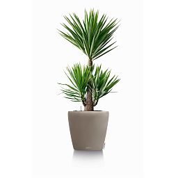 LECHUZA CLASSICO Color Round Poly Resin Self-watering Planter