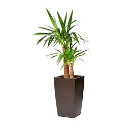 Yucca in LECHUZA CUBICO Self-watering Planter, Total Height 110 cm