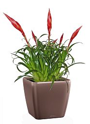 Blooming Scarlet Vriesea in LECHUZA QUADRO LS Self-watering Planter, Total Height 50 cm