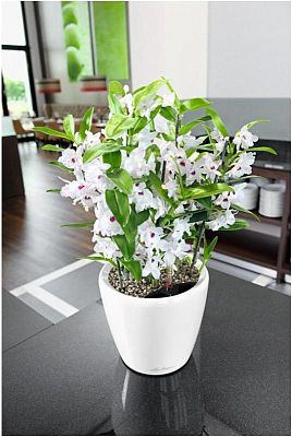LECHUZA CLASSICO LS Round Poly Resin Self-watering Planter