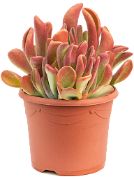 Colorful Paddle Plant Kalanchoe 'Oricula Red' Indoor House Plants