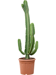 Photogenic Cowboy Cactus Euphorbia ingens (110-150) Indoor House Plants