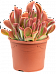 Colorful Paddle Plant Kalanchoe 'Oricula Red' Indoor House Plants