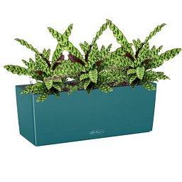 Calathea Lancifolia in LECHUZA BALCONERA Color Self-watering Planter, Total Height 60 cm