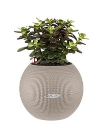 Crassula Ovata Minor Money Plant in LECHUZA-PURO Self-watering Planter, Total Height 30 cm