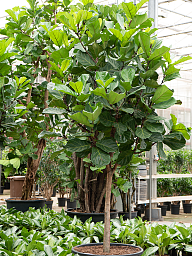 Lush Fiddle Leaf Fig Ficus lyrata Indoor House Plants