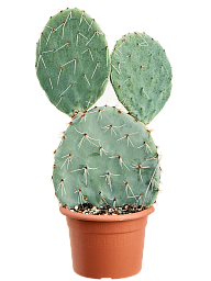 Easy-Care Prickly Pear Cactus Opuntia maxima Indoor House Plants