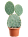 Easy-Care Prickly Pear Cactus Opuntia maxima Indoor House Plants
