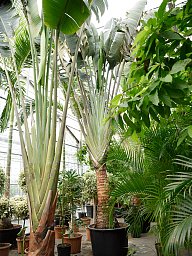 Lush Travellers Palm Ravenala madagascariensis (350-400) Tall Indoor House Plants Trees