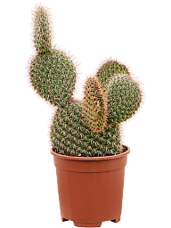 Opuntia pycnantha