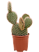 Opuntia pycnantha