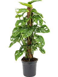 Shade-loving Swiss Cheese Plant Monstera obliqua (60-120) Indoor House Plants