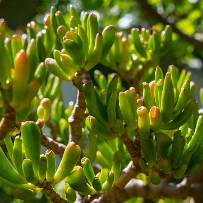 Cute Jade Plant Crassula ovata 'Sunset' Indoor House Plants