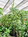 Lush Sea Grape Coccoloba uvifera Tall Indoor House Plants Trees