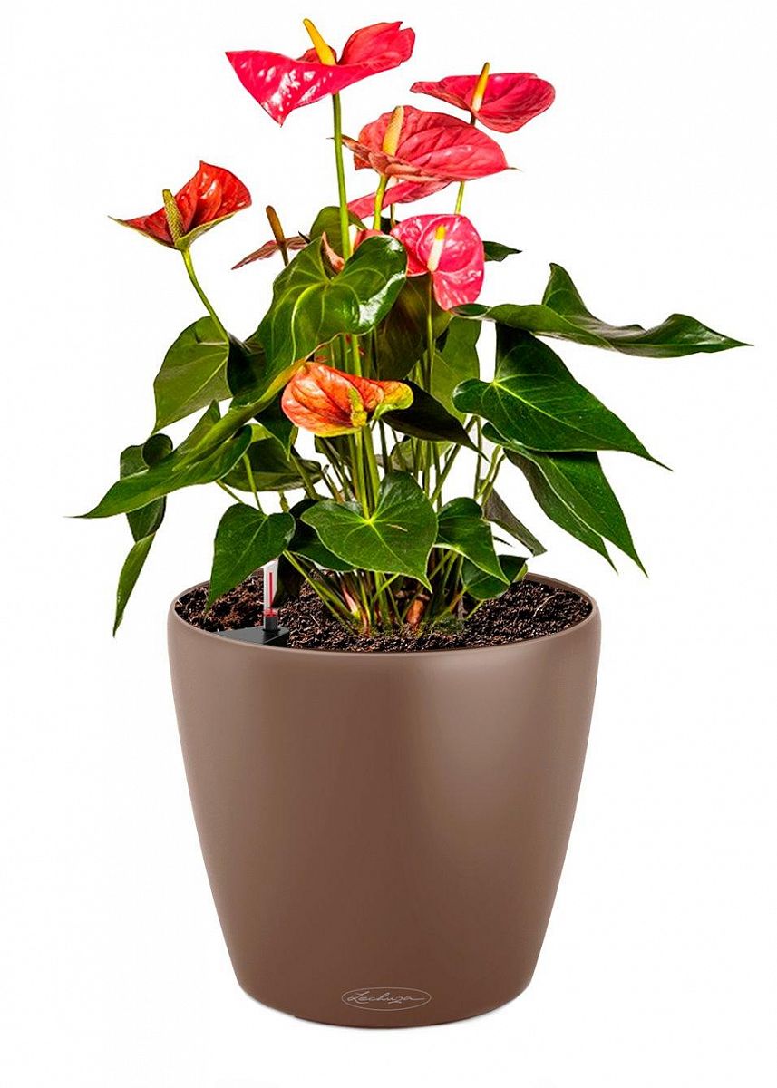 Blooming Anthurium Andraeanum in LECHUZA CLASSICO Color Self-watering Planter, Total Height 45 cm