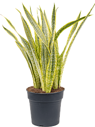 Colorful Snake Plant Sansevieria trifasciata 'Lauren' Indoor House Plants