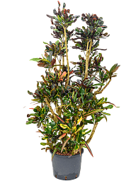 Striking Croton (Codiaeum) variegatum 'Mammi' Indoor House Plants