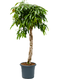 Lush Narrow-leaf Fig Ficus binnendijkii 'Amstel King' Tall Indoor House Plants Trees