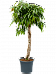 Lush Narrow-leaf Fig Ficus binnendijkii 'Amstel King' Tall Indoor House Plants Trees