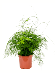 Lush Lace Fern Asparagus setaceus plumosus Indoor House Plants