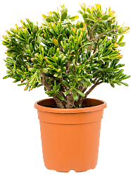 Cute Jade Plant Crassula ovata 'Sunset' Indoor House Plants