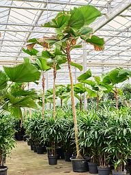 Lush Ruffled Fan Palm Licuala grandis Tall Indoor House Plants Trees