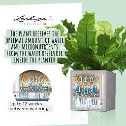 LECHUZA CANTO Stone Low Square Poly Resin Self-watering Planter Set