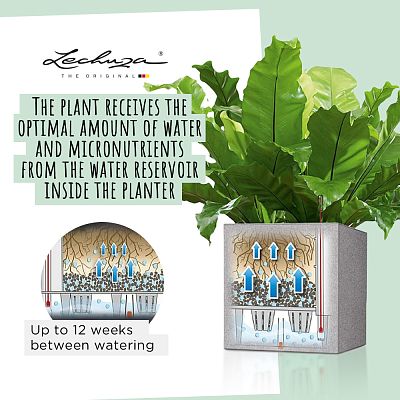 LECHUZA CANTO Stone Low Square Poly Resin Self-watering Planter