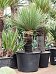 Easy-Care Deset Spoon Dasylirion serratifolium Indoor House Plants