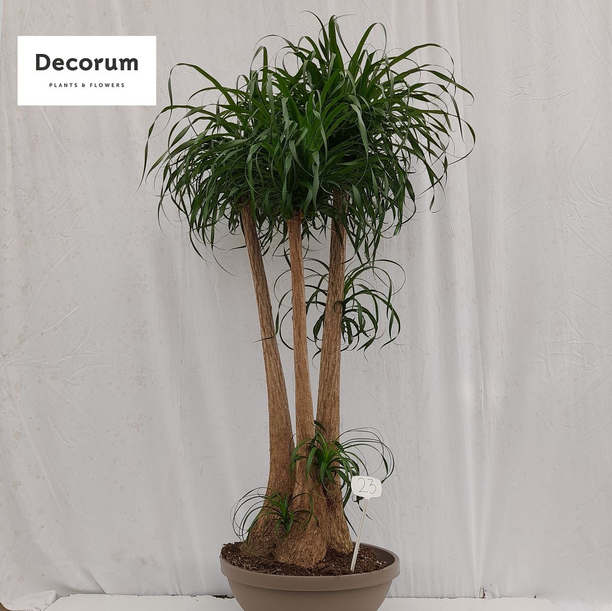Beaucarnea