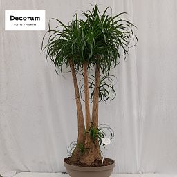 Beaucarnea