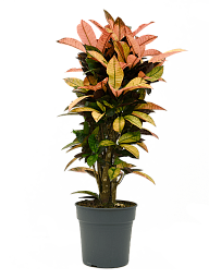 Colorful Croton (Codiaeum) variegatum 'Mrs. Iceton' Indoor House Plants