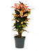Colorful Croton (Codiaeum) variegatum 'Mrs. Iceton' Indoor House Plants