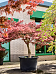 Acer pal. diss. 'Garnet'