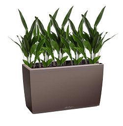 Aspidistra in LECHUZA CARARO Self-watering Planter, Total Height 120 cm